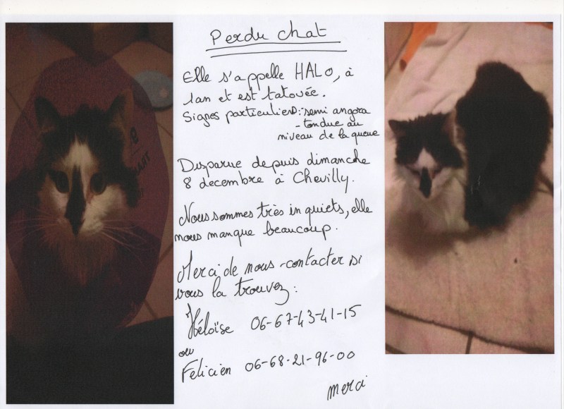 chat chevilly